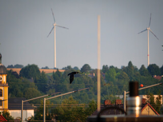 Crow in fly 
