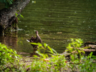 Teichhuhn in the pond