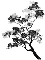 White sketch on black creates botanical illustration with line art, design element for graphic posters, branding