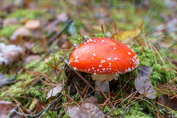 Fly agaric in the forest close-up. A poisonous and dangerous mushroom grows in the forest.