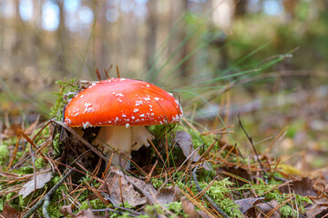 Fly agaric in the forest close-up. A poisonous and dangerous mushroom grows in the forest.