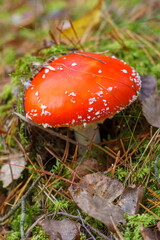 Fly agaric in the forest close-up. A poisonous and dangerous mushroom grows in the forest.