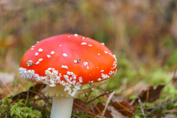 Fly agaric in the forest close-up. A poisonous and dangerous mushroom grows in the forest.