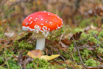 Fly agaric in the forest close-up. A poisonous and dangerous mushroom grows in the forest.