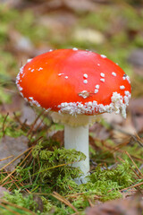 Fly agaric in the forest close-up. A poisonous and dangerous mushroom grows in the forest.