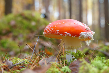 Fly agaric in the forest close-up. A poisonous and dangerous mushroom grows in the forest.