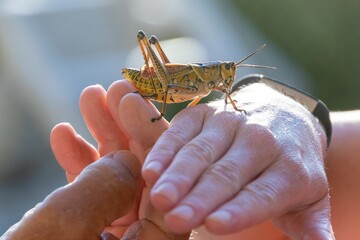 Grasshopper