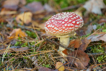 Fly agaric in the forest close-up. A poisonous and dangerous mushroom grows in the forest.