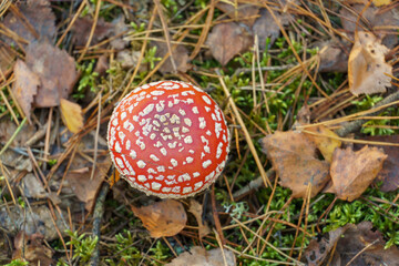 Fly agaric in the forest close-up. A poisonous and dangerous mushroom grows in the forest.
