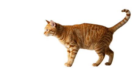 Sleek ginger tabby cat with vibrant fur and alert intelligent gaze, meticulously groomed, on a transparent platform against pure seamless studio background, concept of intelligent precision