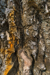 pine forest on a summer day. Tree trunks close-up. The texture of tree bark. Close-up of an ant on the bark of a tree.