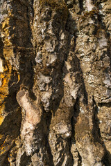 pine forest on a summer day. Tree trunks close-up. The texture of tree bark. Close-up of an ant on the bark of a tree.