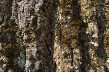pine forest on a summer day. Tree trunks close-up. The texture of tree bark. Close-up of an ant on the bark of a tree.