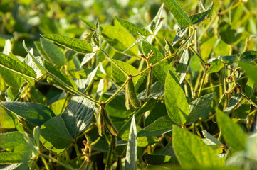 Healthy soybean plants showcase their green leaves and developing pods in a thriving field during the warm mid-summer season