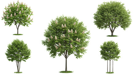 Six young deciduous trees, two blooming white horse chestnuts and four green-leaved with support stakes, against a seamless transparent background. Concept for botanical design assets