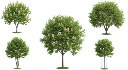 Six young deciduous trees, two blooming white horse chestnuts and four green-leaved with support stakes, against a seamless transparent background. Concept for botanical design assets