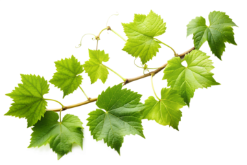 Fresh green grape vine leaves on a branch, isolated on transparent background, representing nature, growth, and the essence of viticulture