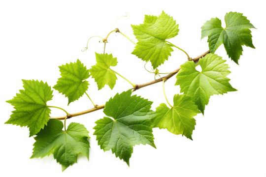Fresh green grape vine leaves on a branch, isolated on transparent background, representing nature, growth, and the essence of viticulture