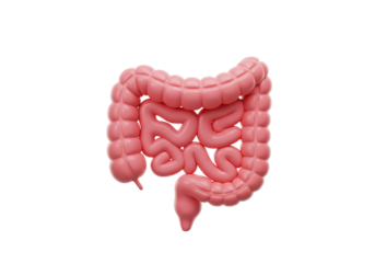 Isolated 3D Render of Human Intestines, Digestive System Anatomy and Health