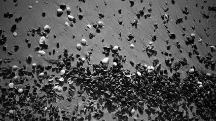 Seashells and mussels on sandy beach in black and white