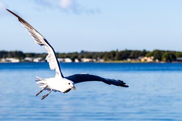 seagull in flight