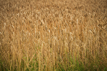 Golden wheat field with full ripe grain heads.