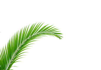 Obraz premium A pristine, vibrant green palm frond with defined leaflets gracefully curving, isolated against a pure, high-key white background with diffused studio lighting, concept of natural simplicity and