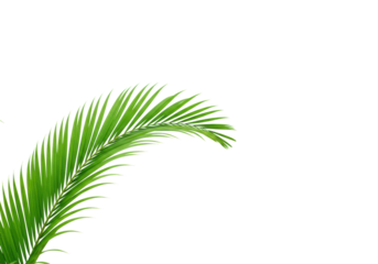 A pristine, vibrant green palm frond with defined leaflets gracefully curving, isolated against a pure, high-key white background with diffused studio lighting, concept of natural simplicity and