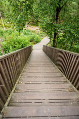Fototapeta premium Wooden steps leading through dense green forest.