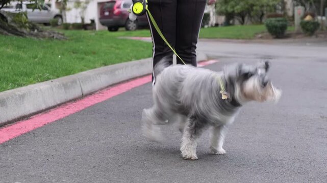 Miniature Schnauzer dog on a leash close-up