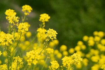 Turkish wartycabbage yellow wild flowers Bunias orientalis, hill mustard or turkish rocket flowers