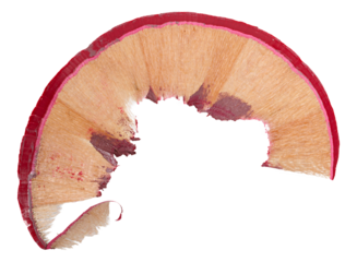 Wood shavings from a red pencil on an isolated background, macro