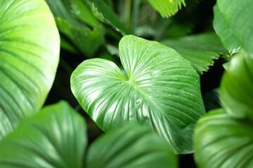 Homalomena rubescens plants , Heart-shaped glossy green leaves glowing under soft light. Lush tropical foliage with vibrant background