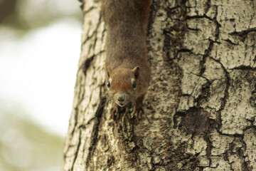 A brown squirrel climbs up the tree, curiously peeking around in the daytime.