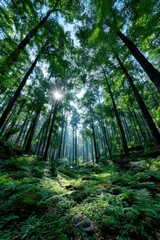 Obraz premium Lush forest canopy (3)