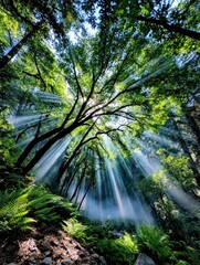 Obraz premium Sunlight streams through forest canopy (1)