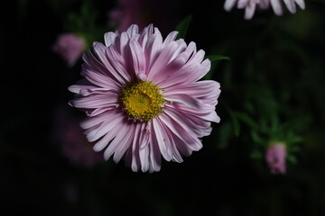 Fototapeta premium Close up shots of flowers with soft lighting