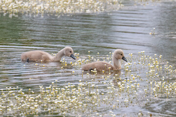Cygnets Swimming