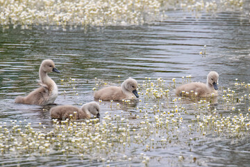 Cygnets Swimming