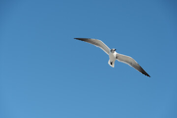 Seagull flying freely on a sunny day with a clear blue sky.