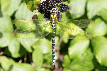Migrant Hawker Dragonfly
