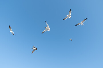 A flock of seagulls flying freely on a sunny day with a clear blue sky.