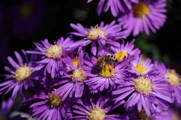 Close up of Flowers with a been carrying pollen