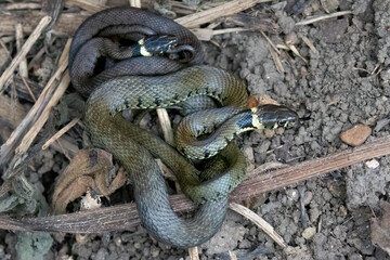 Grass Snakes