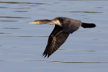 Cormorant in Flight