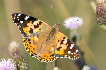 Painted Lady Butterfly
