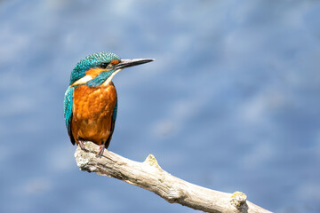Kingfisher Perching and Posing