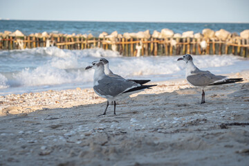 Close-up shot of beautiful seagulls by the sea.
