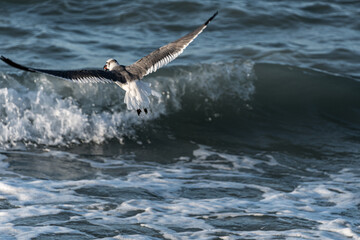 Seagull taking flight over the sea. Concept of freedom, beginnings.