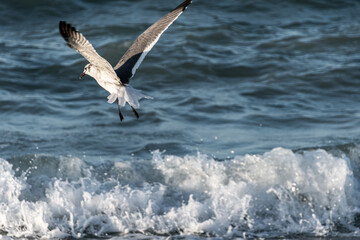 Seagull taking flight over the sea. Concept of freedom, beginnings.
